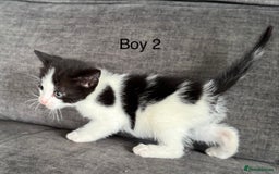Domestic Shorthair cats for sale: Kittens - Image 12