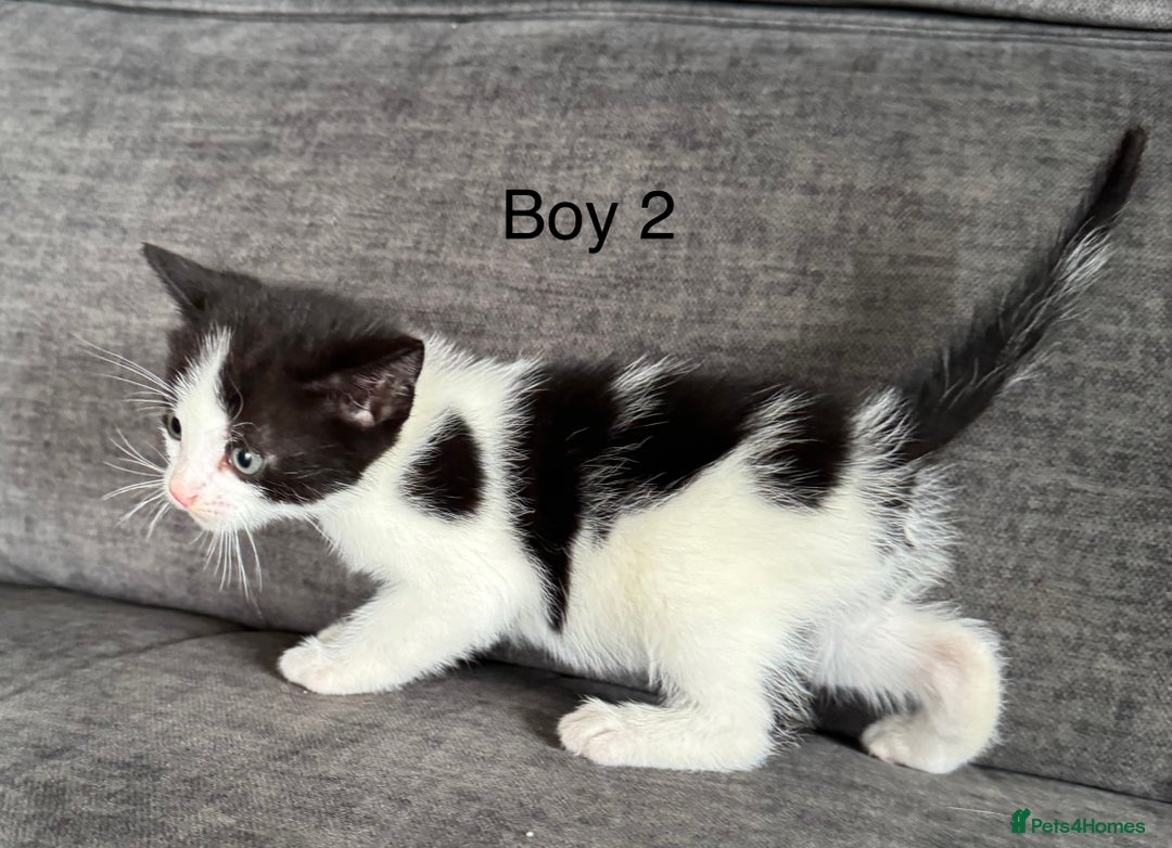 Domestic Shorthair cats for sale: Kittens - Image 12