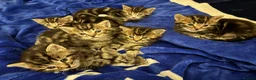 Mixed Breed cats for sale: Adorable Tabby Kittens – Home Raised & Cuddly - Advert 9
