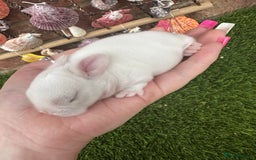 Mini Lop rabbits for sale: Stunning mini lops - Image 15