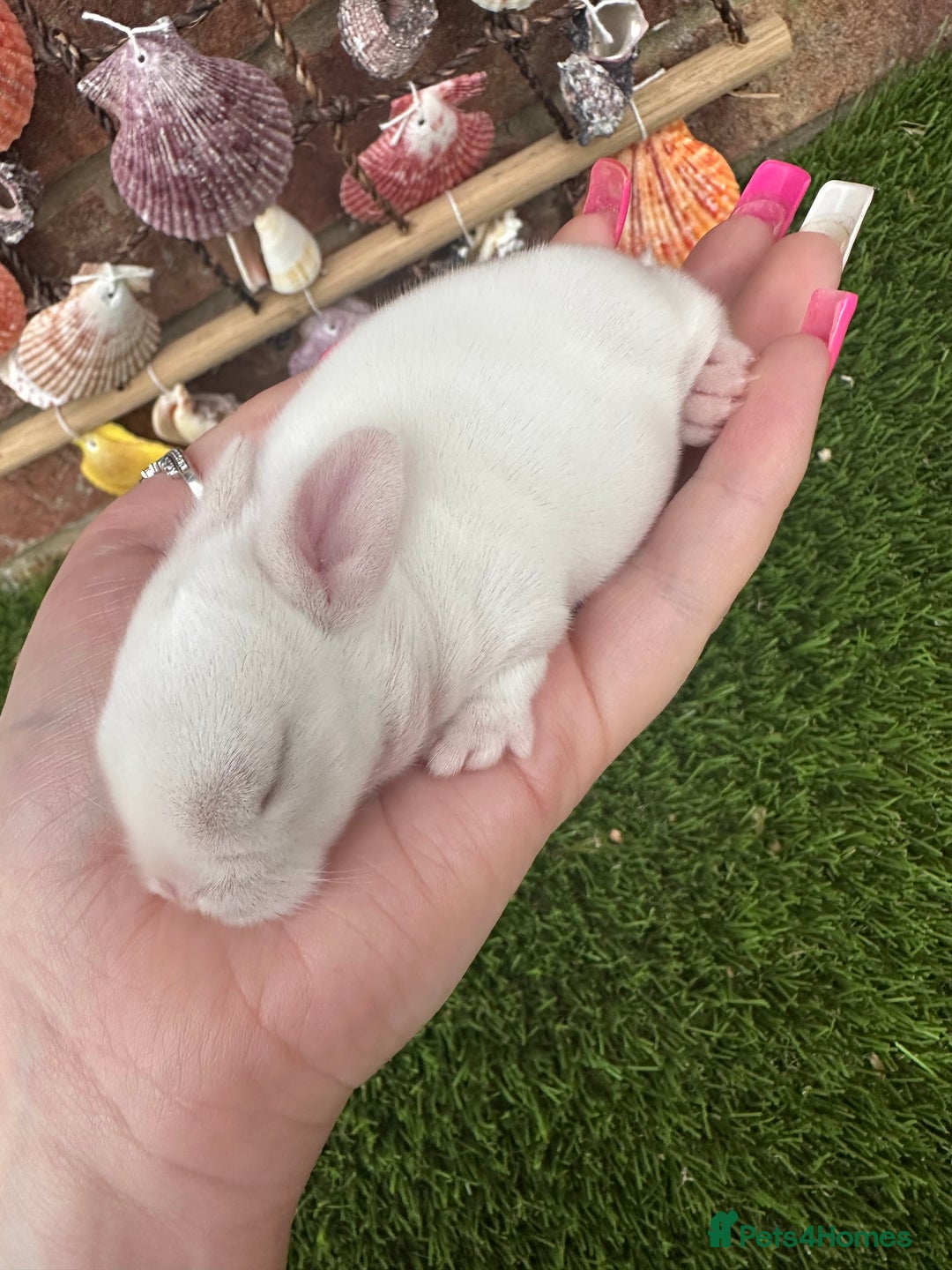 Mini Lop rabbits for sale: Stunning mini lops - Image 15