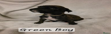 Green Boy