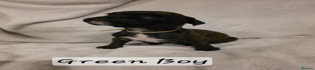Green Boy
