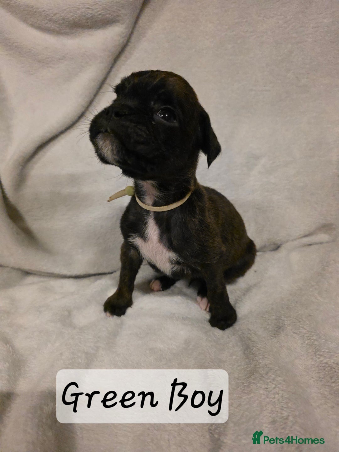 Boxer dogs for sale: Part European quality KC Reg Boxers - Advert 9