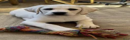 Labrador Retriever dogs for sale: Advanced trained Labrador  - Advert 2