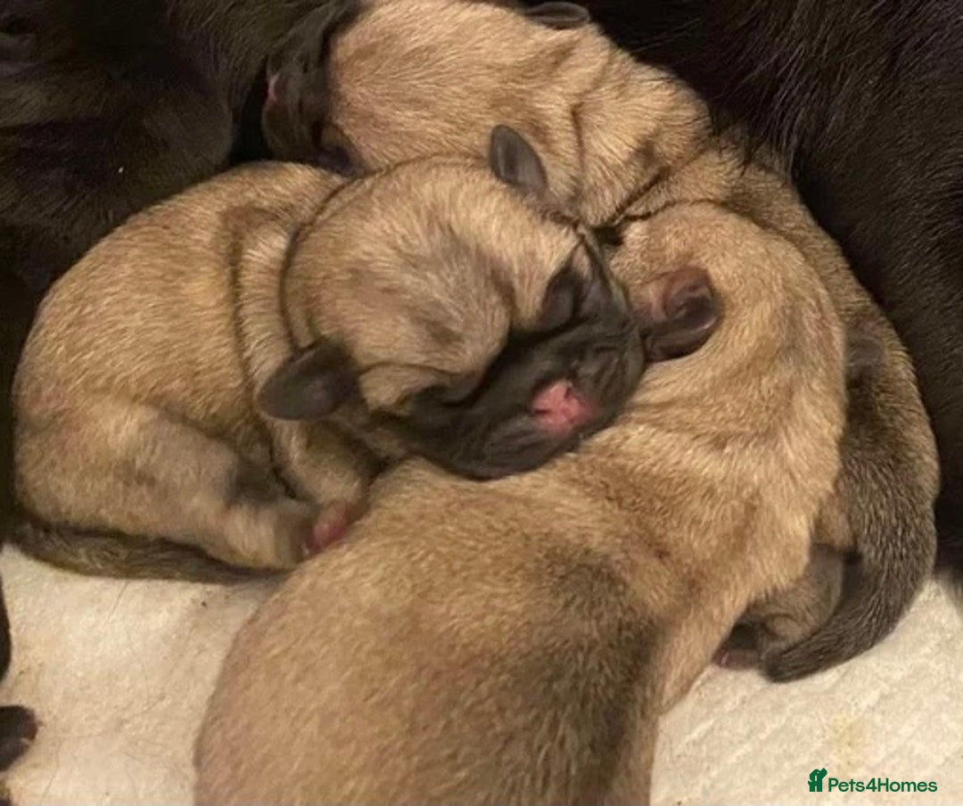 Pug dogs for sale: Pedigree Pug Pups  - Advert 4