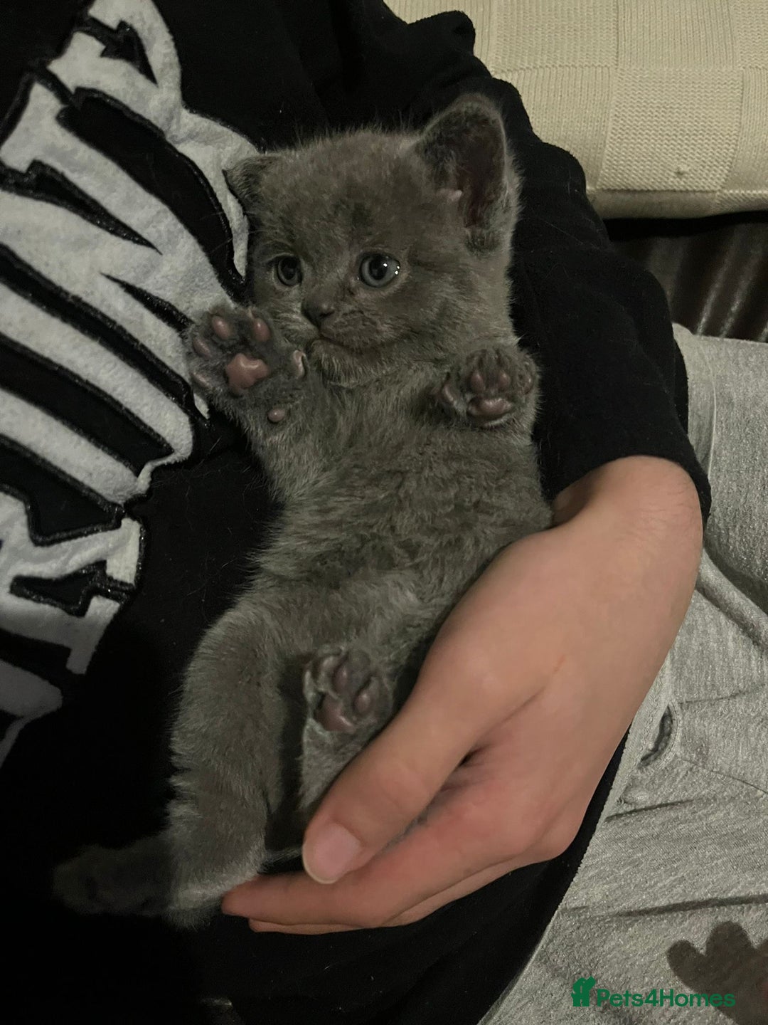 Scottish Fold cats for sale: Two beautiful kittens for sale - Advert 4