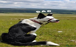 Border Collie dogs for sale: 6 Border Collie Pups For Sale **4 Boys Remaining** - Image 8