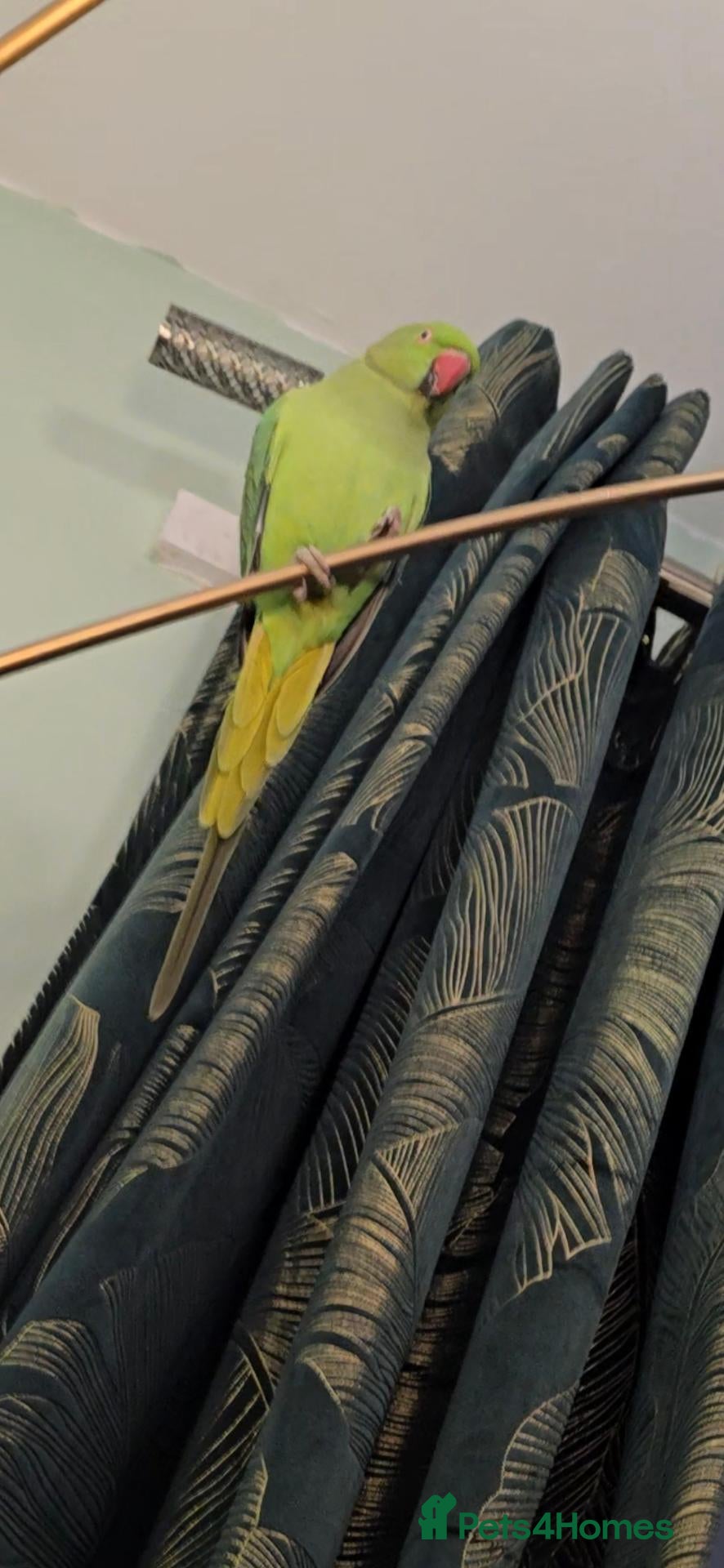 Ringnecks birds Female indian ringneck parrot - Advert 1