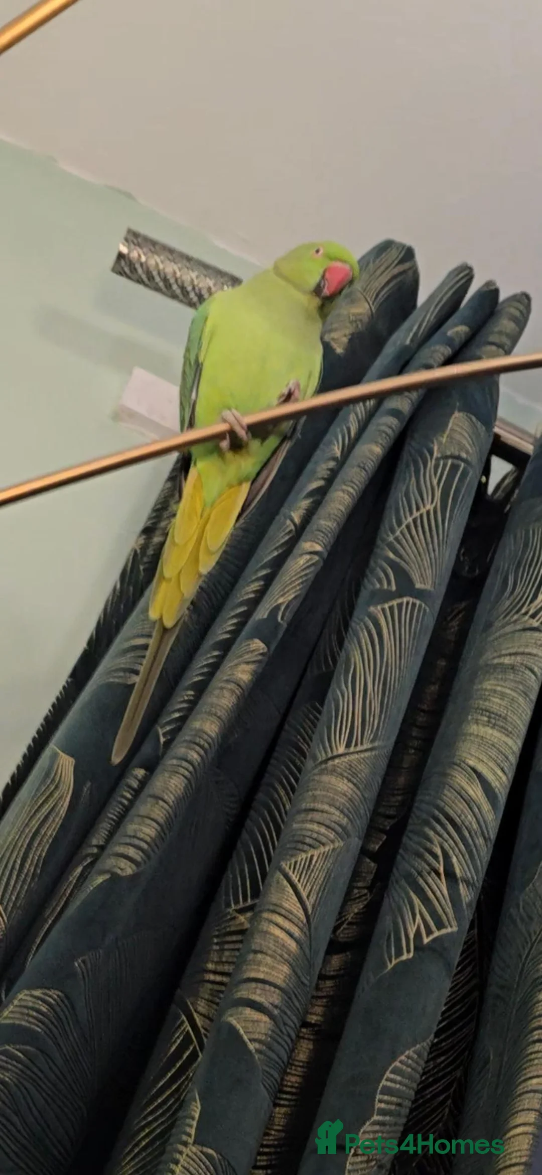 Ringnecks birds for sale: Female indian ringneck parrot in Newcastle - Advert 1