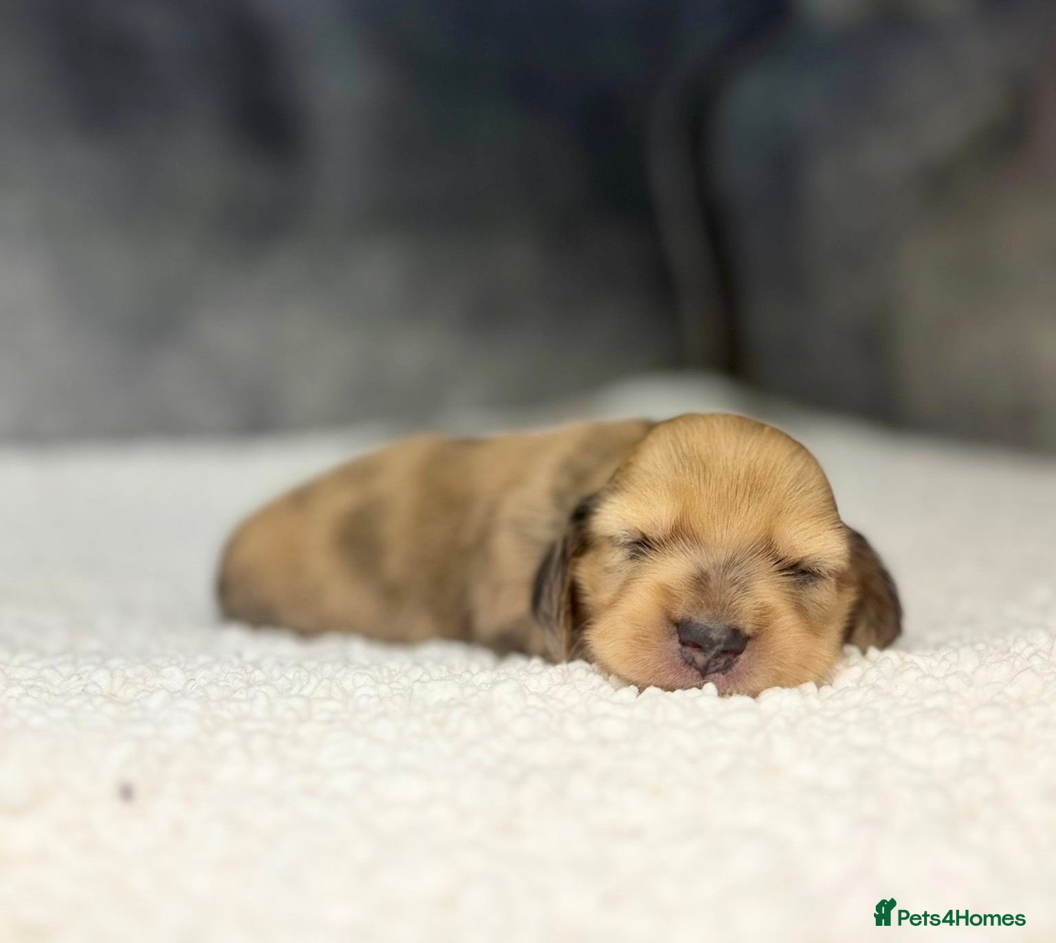 Miniature Dachshund dogs 𝕃𝕠𝕟𝕘 𝕙𝕒𝕚𝕣𝕖𝕕 𝕔𝕣𝕖𝕒𝕞 𝕡𝕦𝕡𝕡𝕚𝕖𝕤🤍 - Advert 2