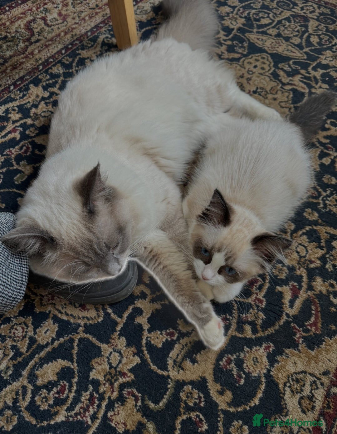 Domestic Shorthair cats for sale: Heartbreakingly a marriage breakup forces rehome - Image 2