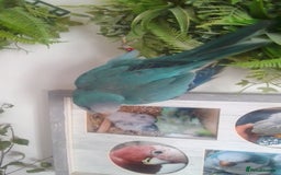 Parakeets birds for sale: Cute Quaker parrots hand reared male and female - Image 24