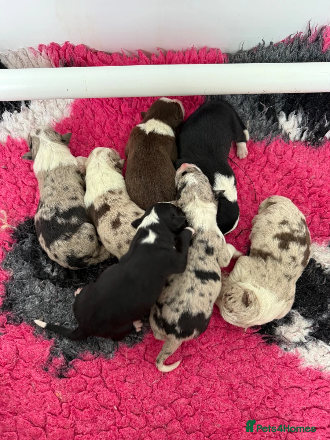 Border Collie dogs for sale: Health Tested parents, KC Reg, BAER tested pups - Advert 1