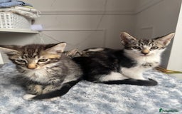 Mixed Breed cats for sale: Stunning tabby kittens  - Image 10