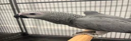 Parrots birds for sale: Hand Reared Baby African Greys  - Advert 4