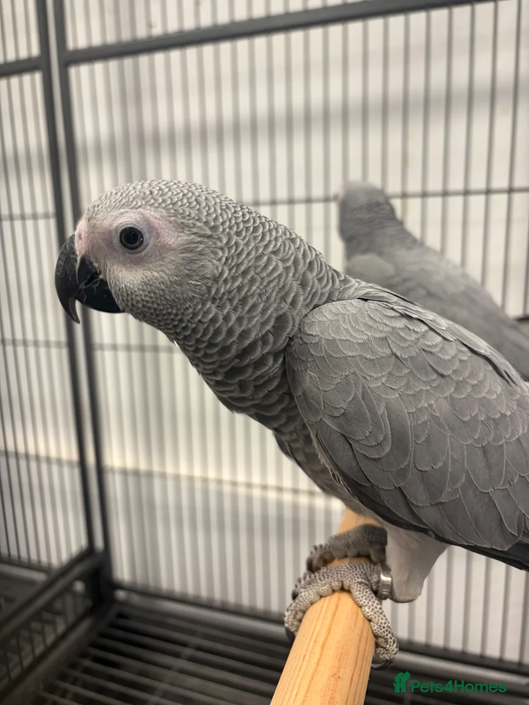 Parrots birds for sale: Hand Reared Baby African Greys  - Advert 4