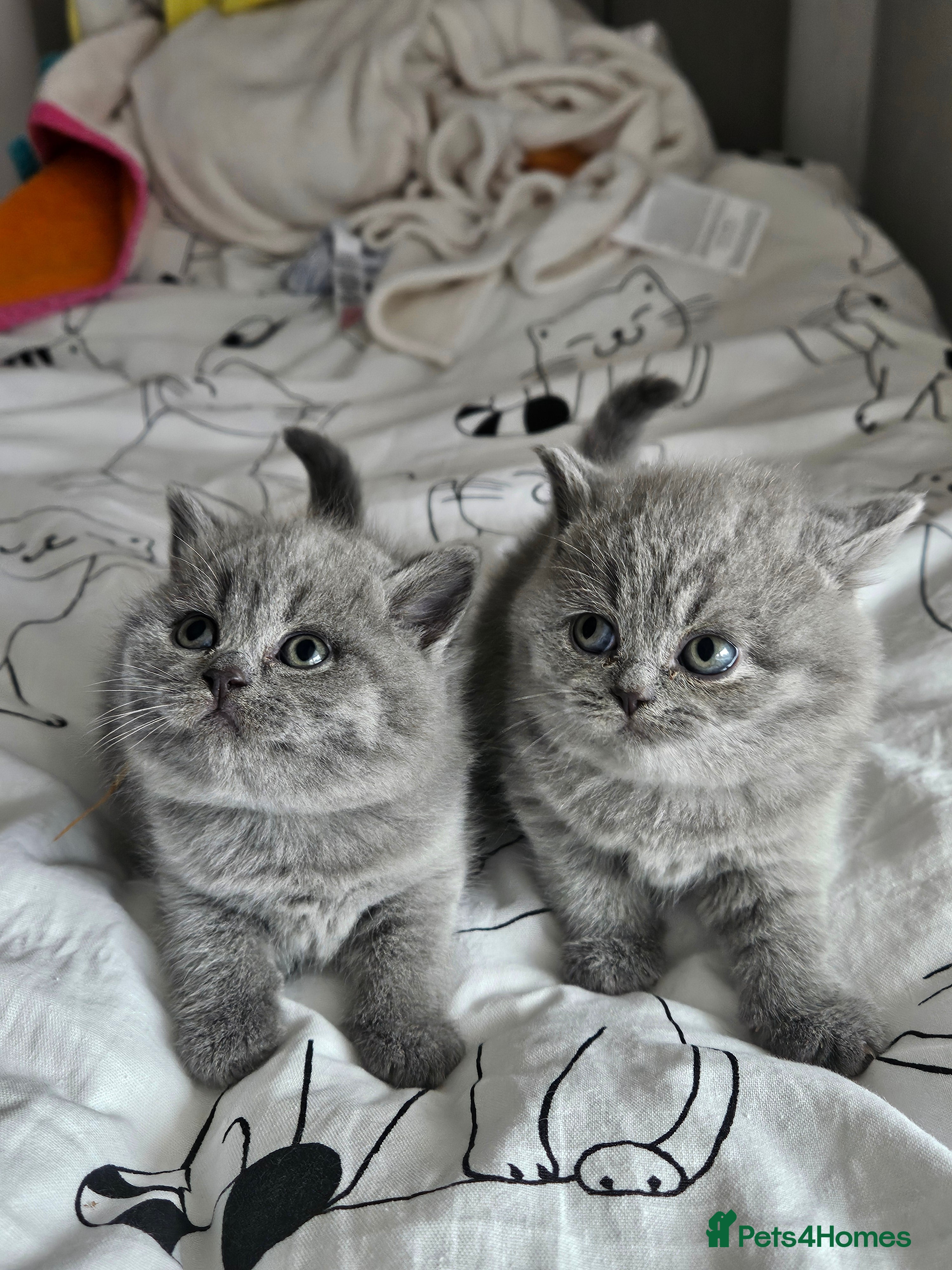 British Shorthair cats 2 Girls Left Champion BSH Shorthair Kittens GCCF  - Advert 8