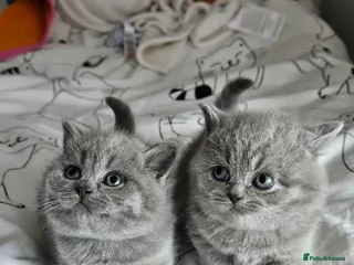 British Shorthair cats 2 Girls Left Champion BSH Shorthair Kittens GCCF - Advert 8