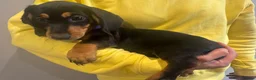 Dachshund dogs for sale: Stunning Standard Datchhound puppies    - Advert 7