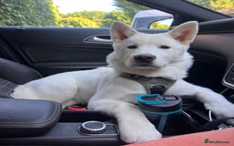 Akita dogs for sale:  2 Beautiful white American Akita female in Wolverhampton - Image 2