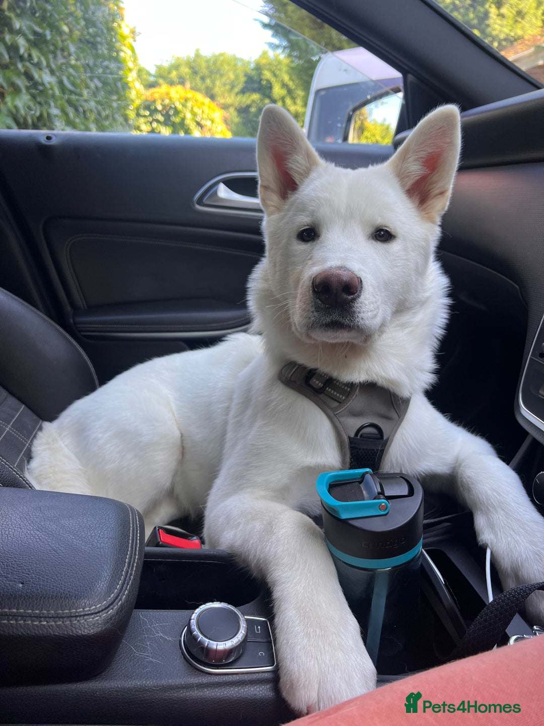 Akita dogs for sale:  2 Beautiful white American Akita female in Wolverhampton - Image 2
