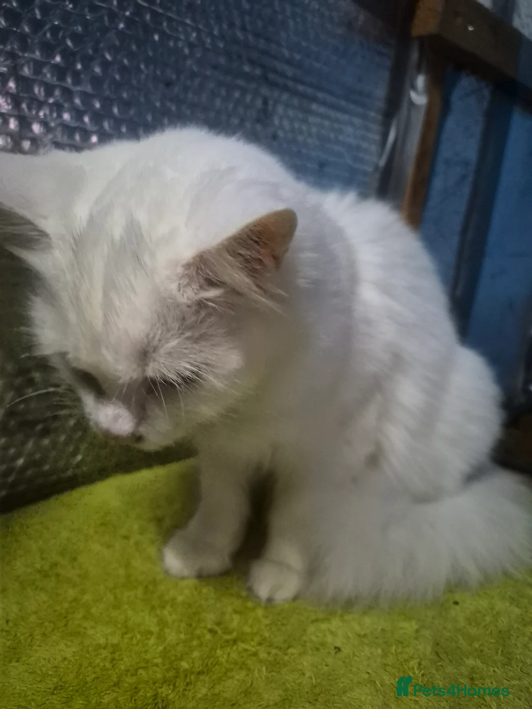 Mixed Breed cats for sale: House cat, long hair - Advert 3