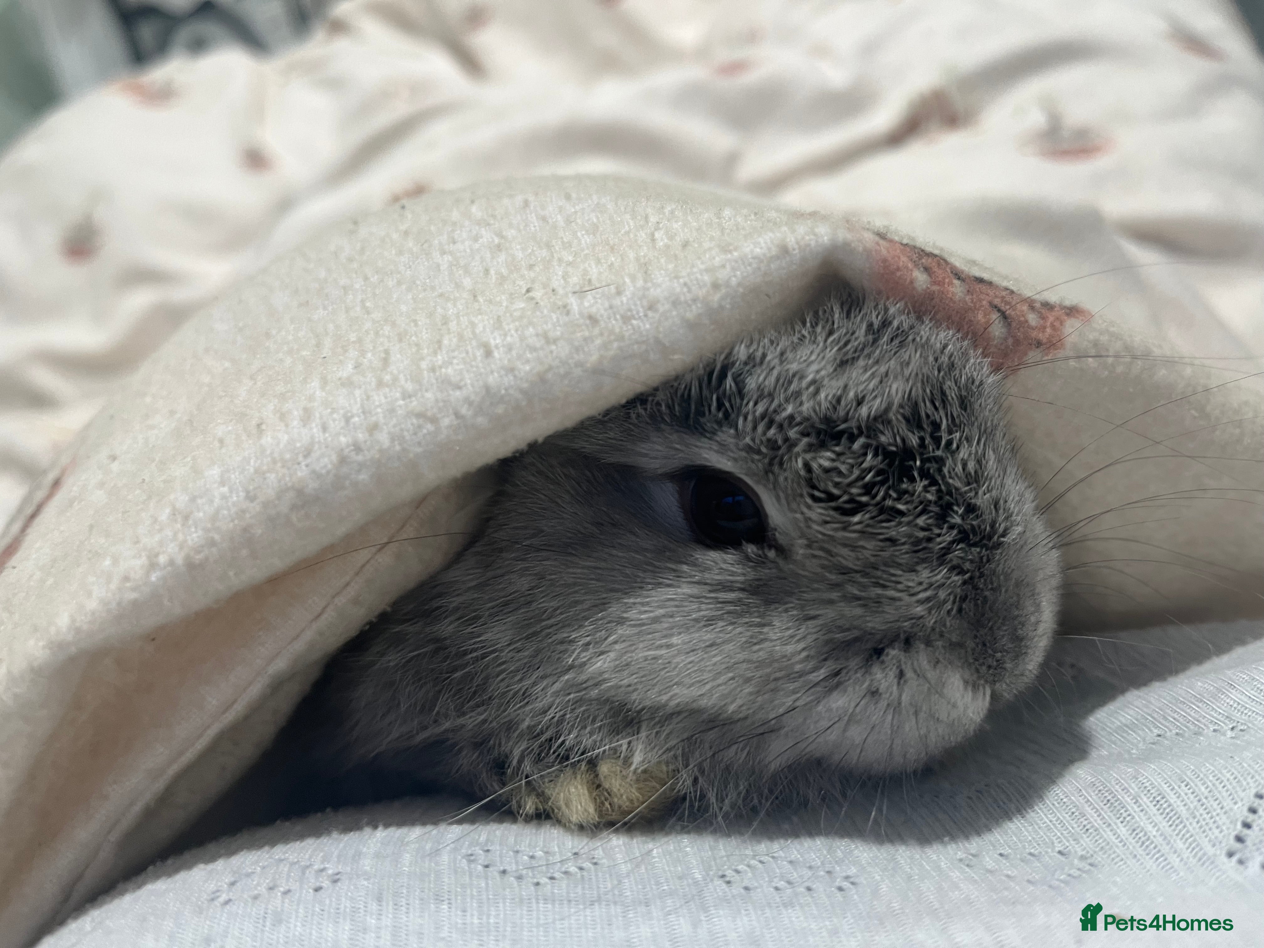 Mini Lop rabbits Female mini lop grey  - Advert 12