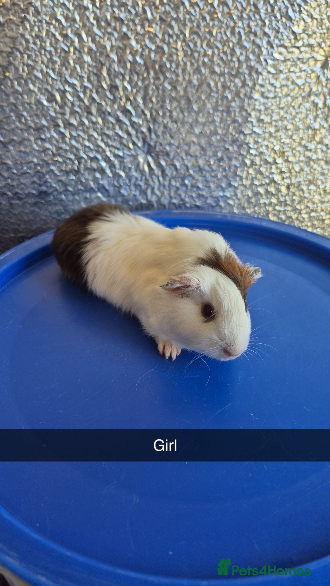 Guinea Pig rodents Baby Guniea Pigs 8 weeks old  - Advert 1