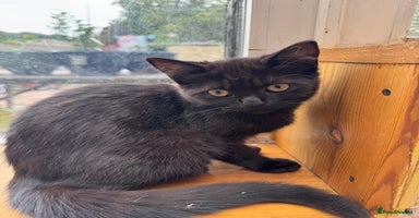 Persian cats in Bradford - Advert 5