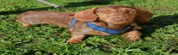 Miniature Dachshund dogs for sale: A BEAUTIFUL MINATURE WIRE FEMALE - Advert 3