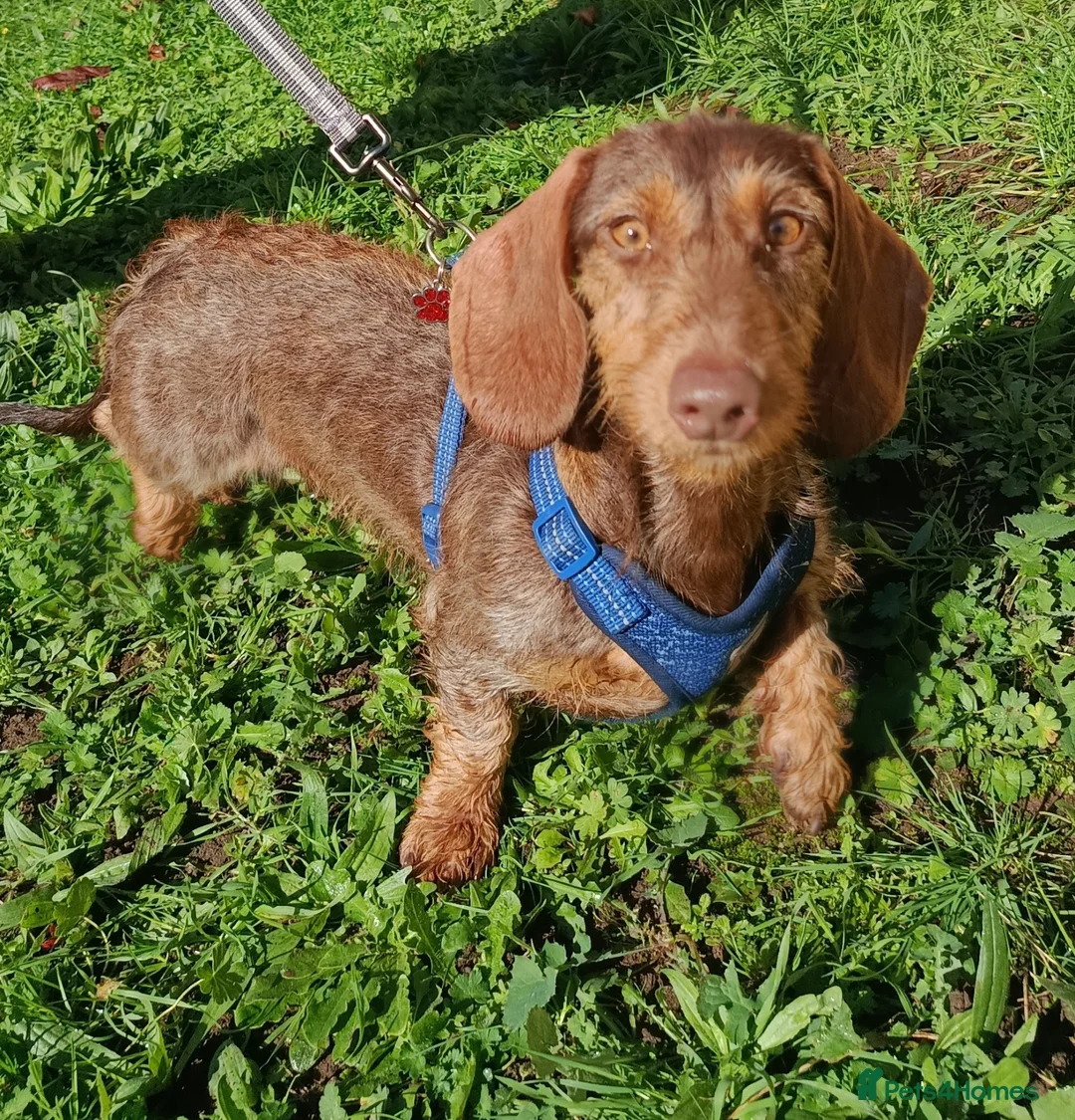 Miniature Dachshund dogs for sale: A BEAUTIFUL MINATURE WIRE FEMALE - Advert 3
