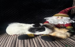 Guinea Pig rodents for sale: 2 beautiful funky girls - Advert 10