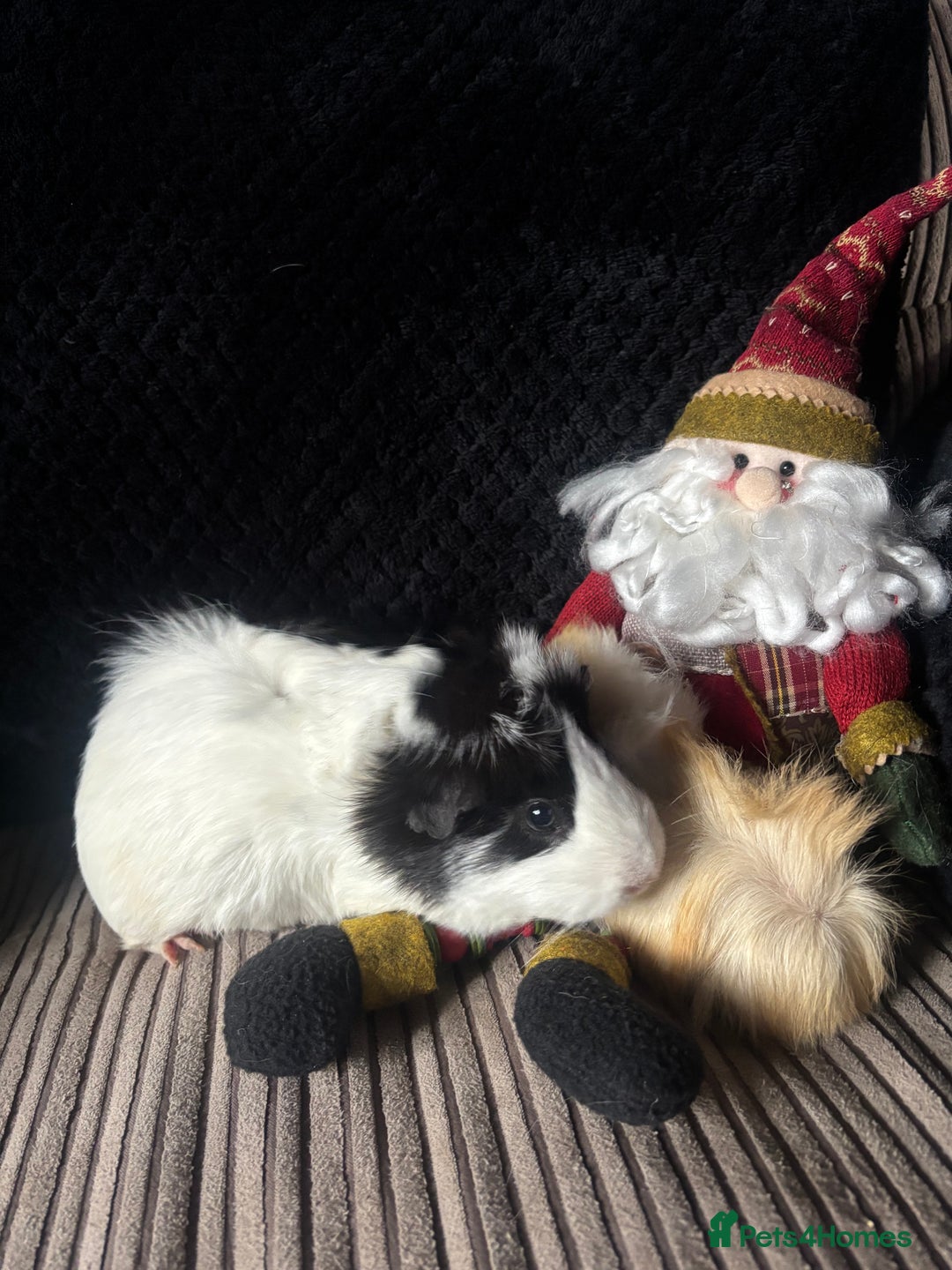 Guinea Pig rodents for sale: 2 beautiful funky girls - Advert 10