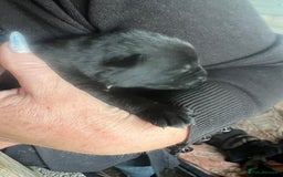German Shepherd dogs for sale: Beautiful Czechoslovakian sable German shepherds  - Image 5