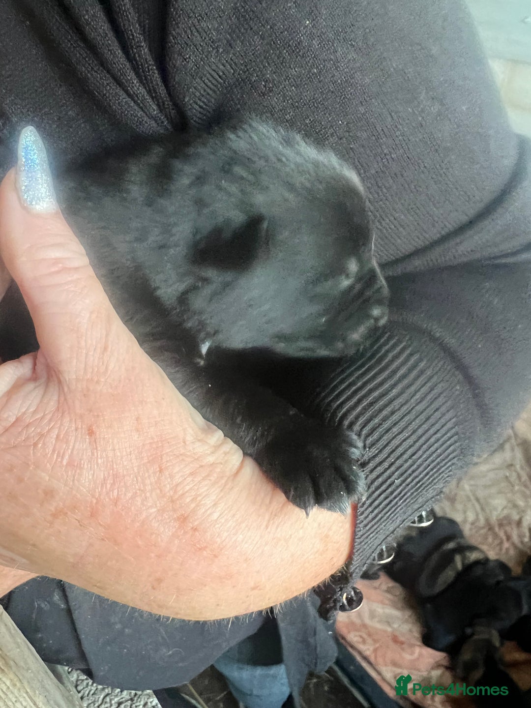 German Shepherd dogs for sale: Beautiful Czechoslovakian sable German shepherds  - Image 5