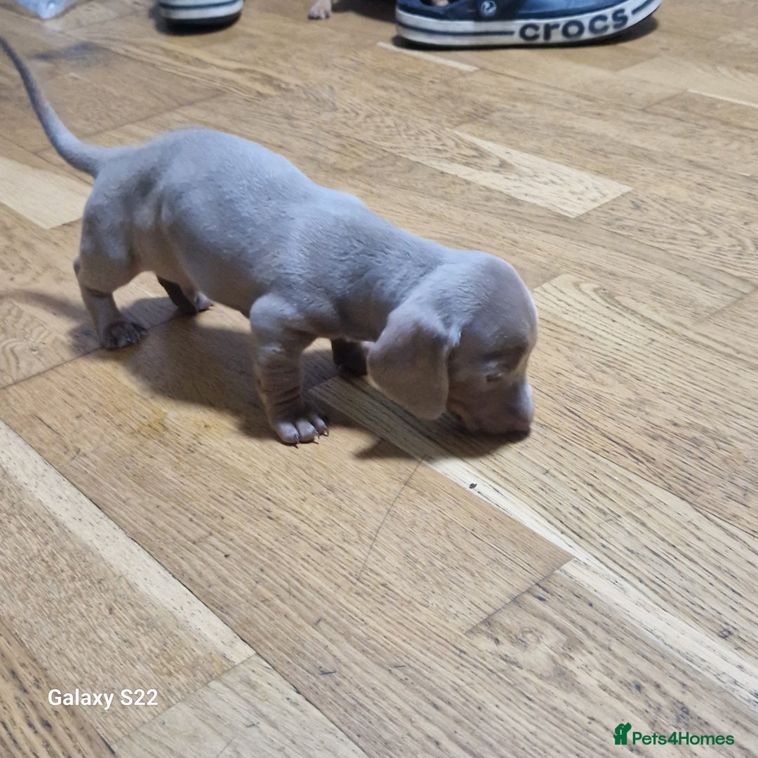 Dachshund dogs for sale: Dachshund puppies  in Driffield - Image 4