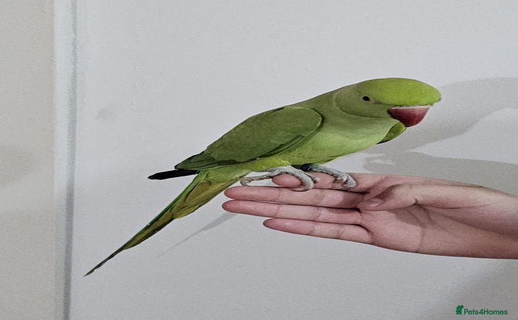 Ringnecks birds - Advert 1