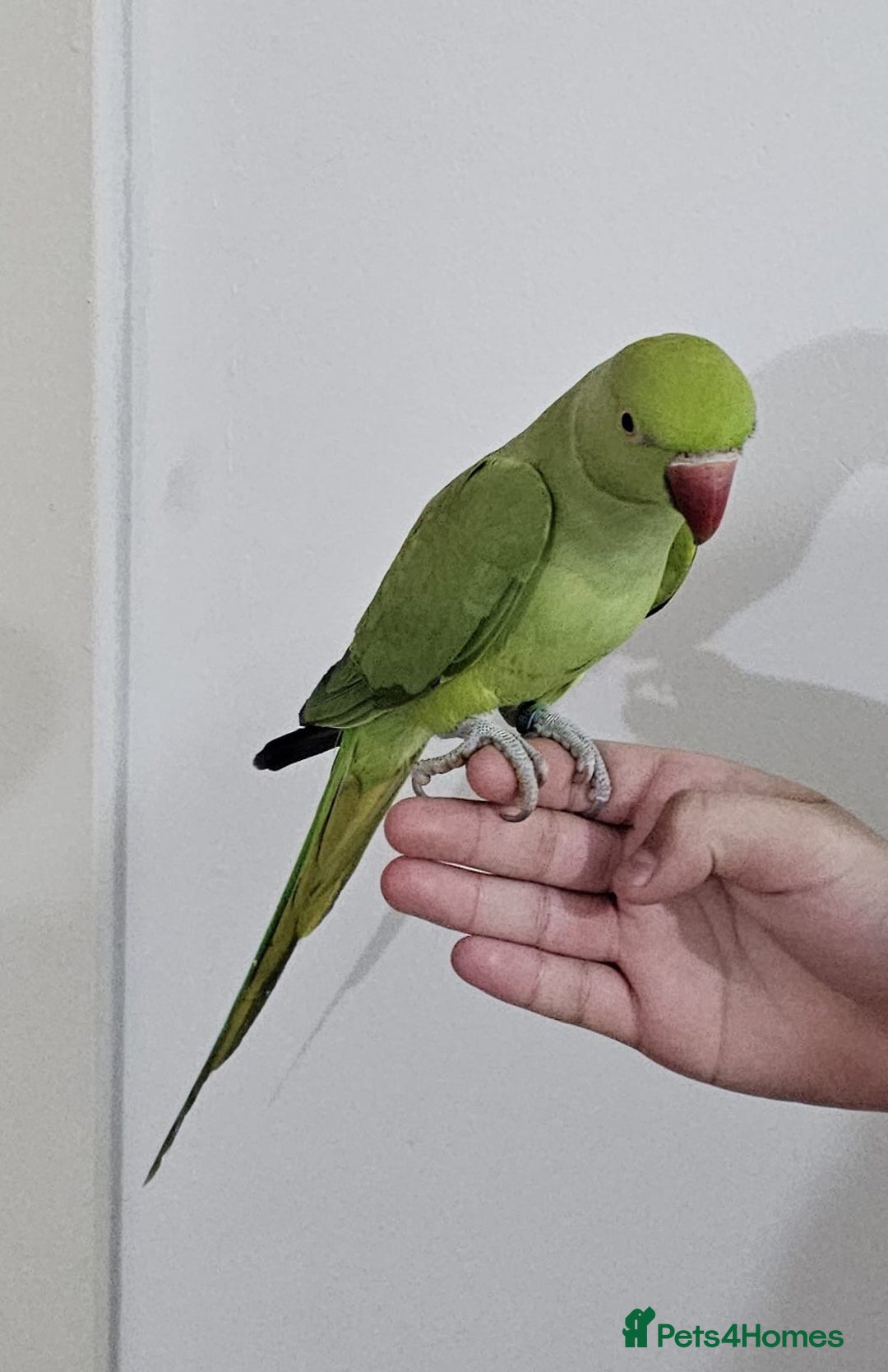 Ringnecks birds for sale: Indian Ring neck Parrot  - Image 1