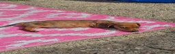 Dachshund dogs for sale: 1 Miniature dachshund left in Swadlincote - Advert 11