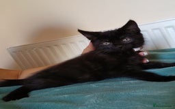 Mixed Breed cats for sale: 7 very fluffy kittens wisbech!!🐈‍⬛️🐈‍⬛️😻 - Image 15