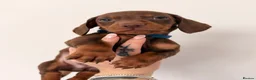 Miniature Dachshund dogs for sale: Miniature dachshunds looking for new home!! - Advert 14