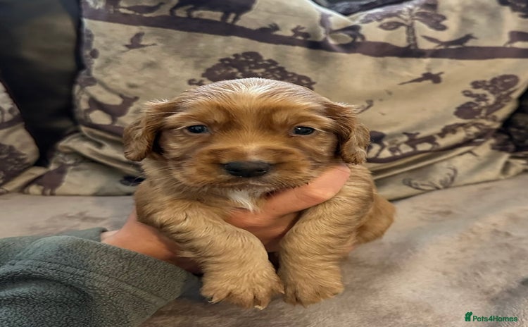 Cocker Spaniel dogs - Advert 14