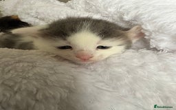 British Shorthair cats for sale: 3 adorable long haired kittens available Sept - Image 2