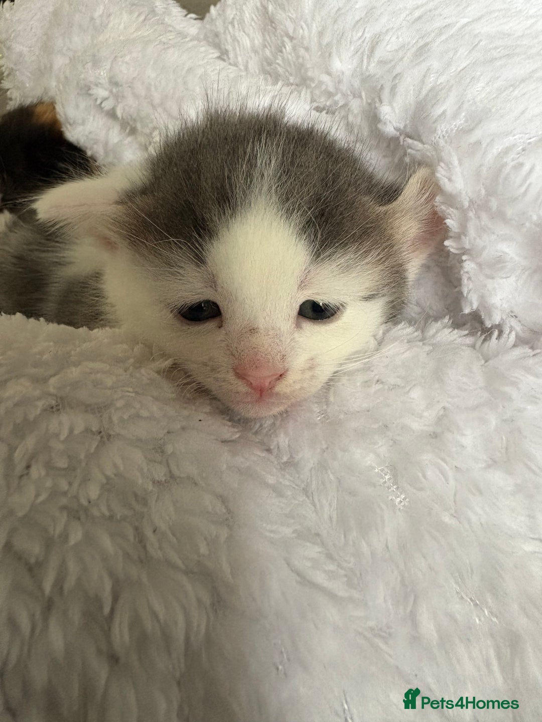 British Shorthair cats for sale: 3 adorable long haired kittens available Sept - Image 2