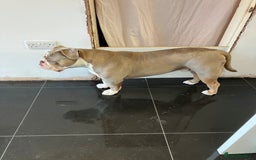 Olde English Bulldogge dogs for sale: Dave - 8.5 Month Old Friendly dog needs new home - Image 2