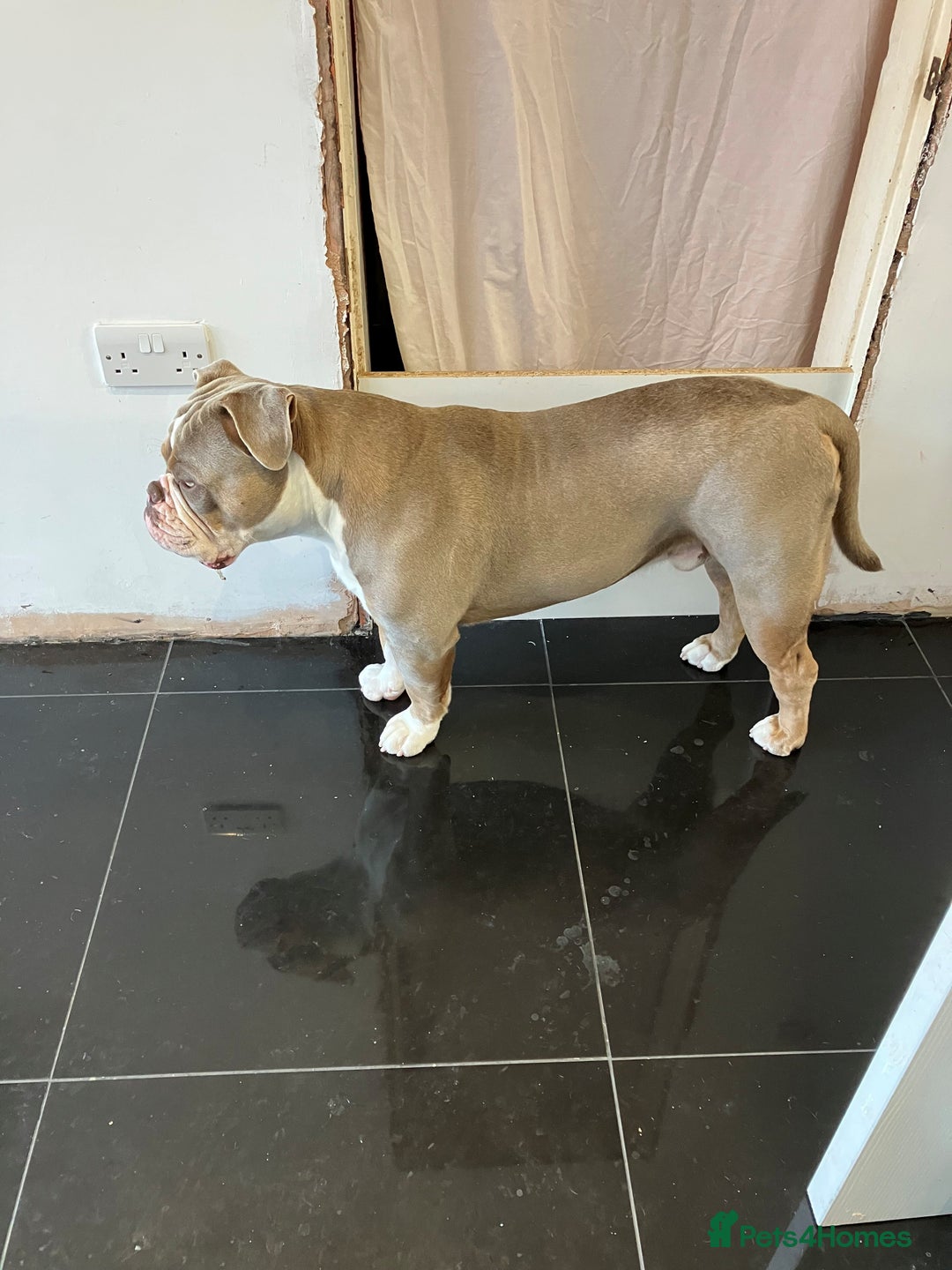 Olde English Bulldogge dogs for sale: Dave - 8.5 Month Old Friendly dog needs new home - Image 2