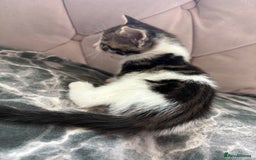Mixed Breed cats for sale: 6 kittens not ready till 14th August  - Image 22