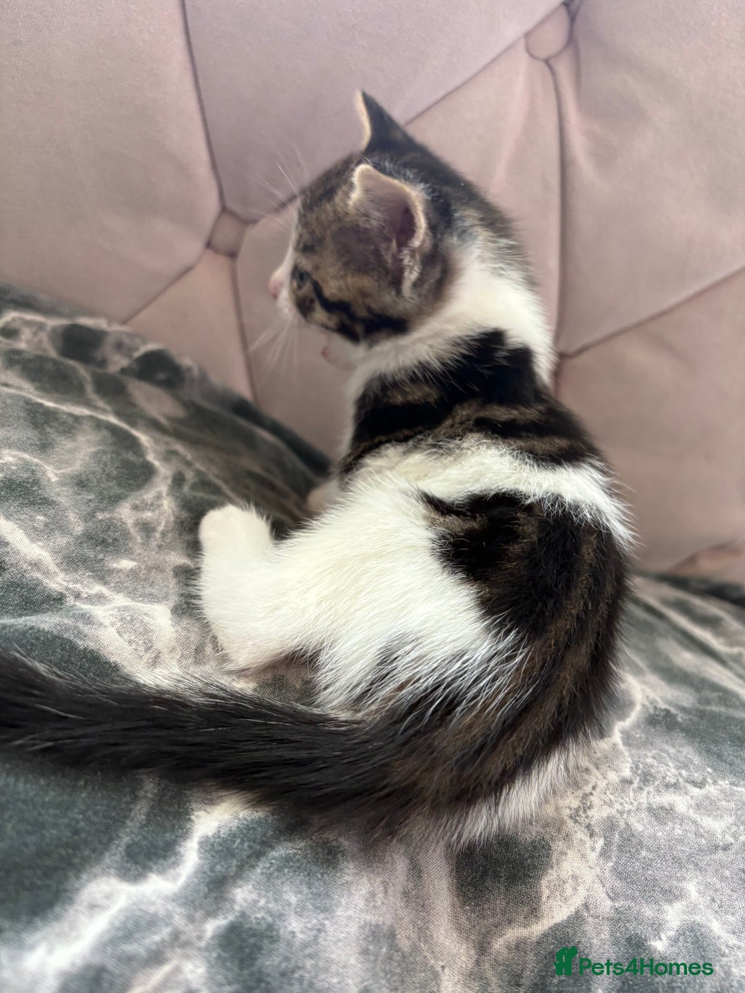 Mixed Breed cats for sale: 6 kittens not ready till 14th August  - Image 22