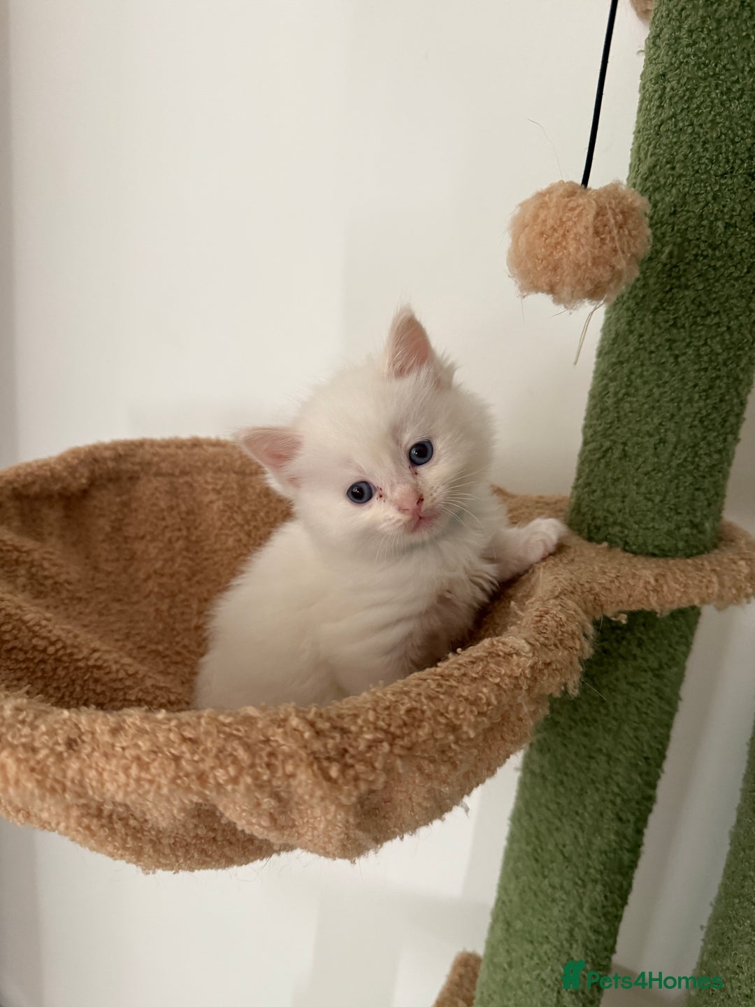 Ragdoll cats for sale: 8 ragdoll kittens, flame point, seal & blue point - Image 6